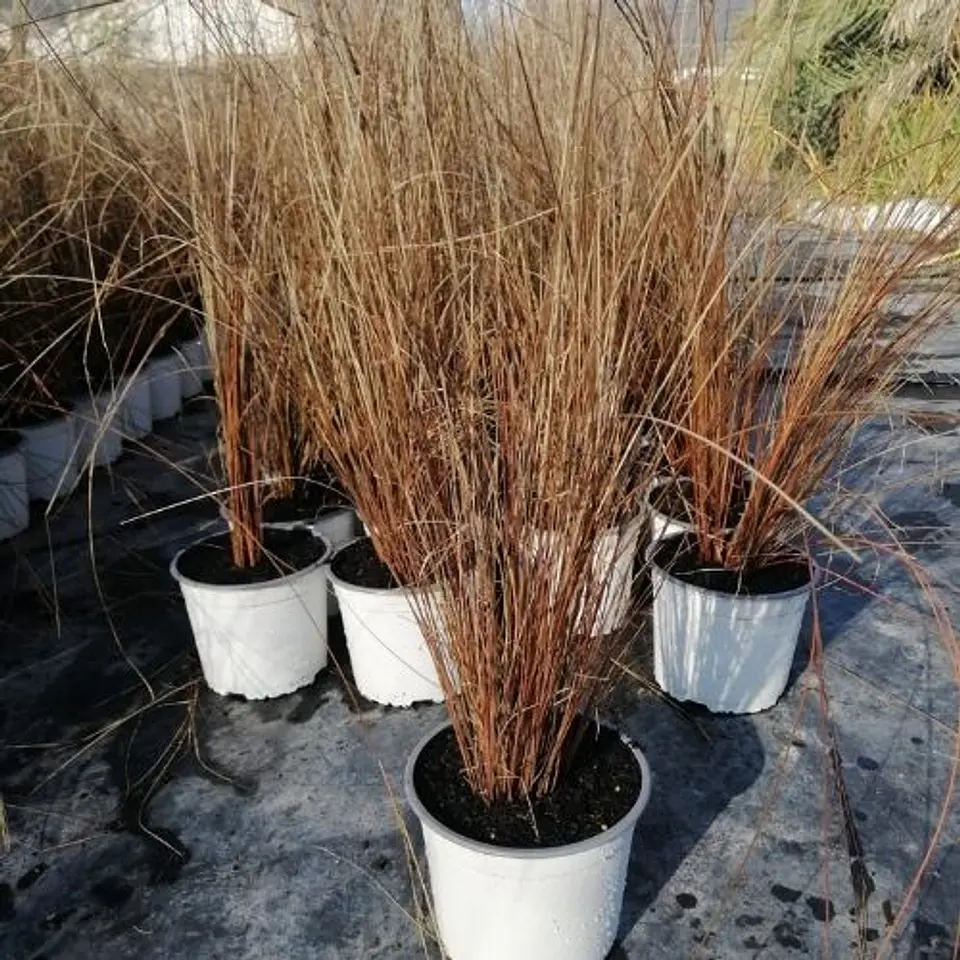 Carex Red Rooster 1