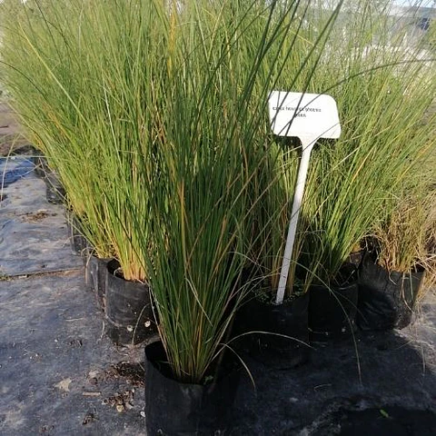 Carex Phoenix Green