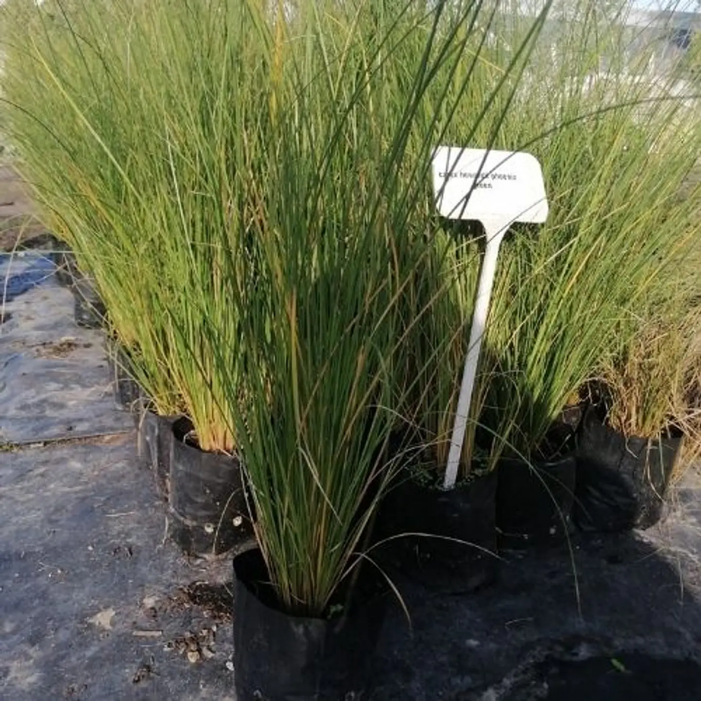 Carex Phoenix Green 1