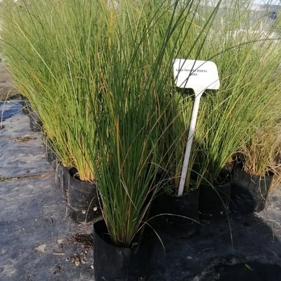 Carex Phoenix Green 1