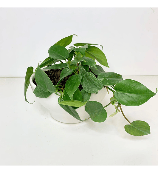 Philodendro cordatum