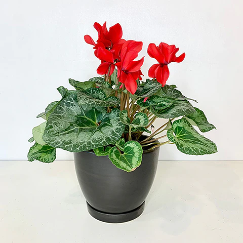 Cyclamen
