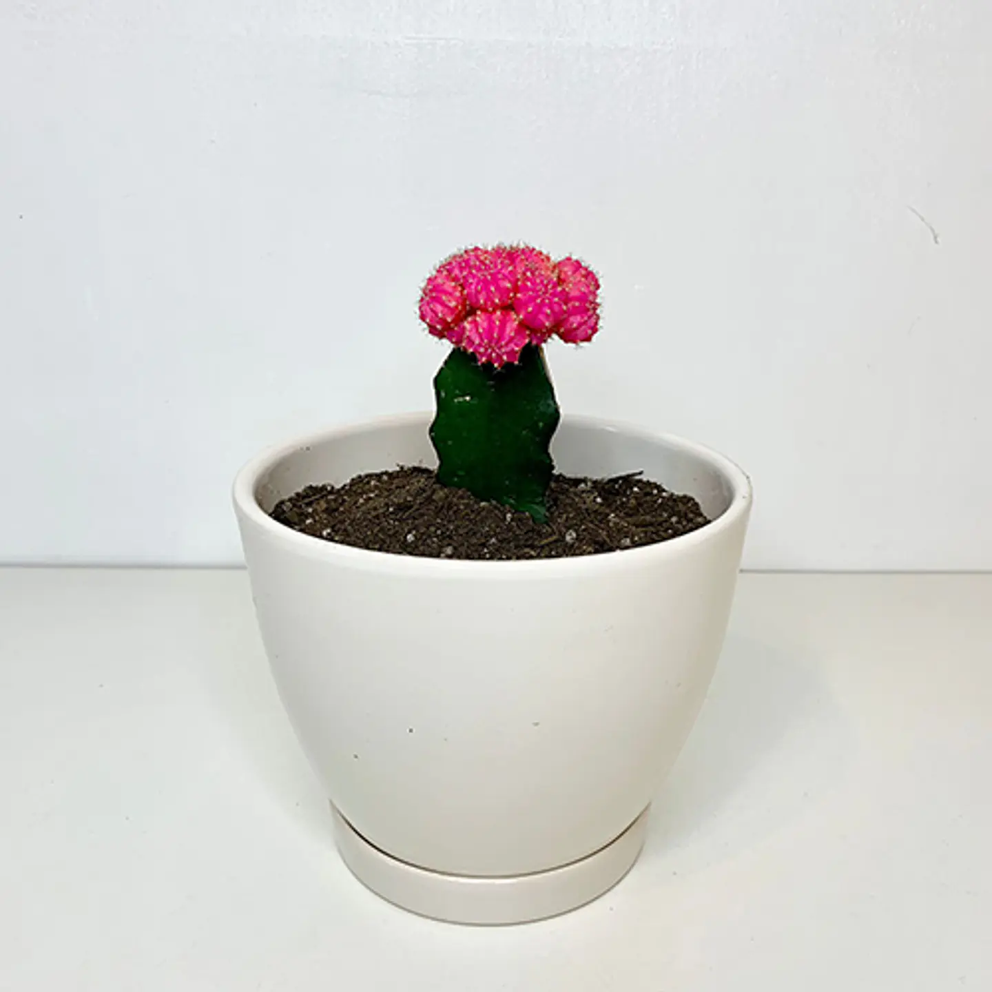 Cactus injertado 2
