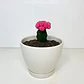Cactus injertado - Miniatura 2