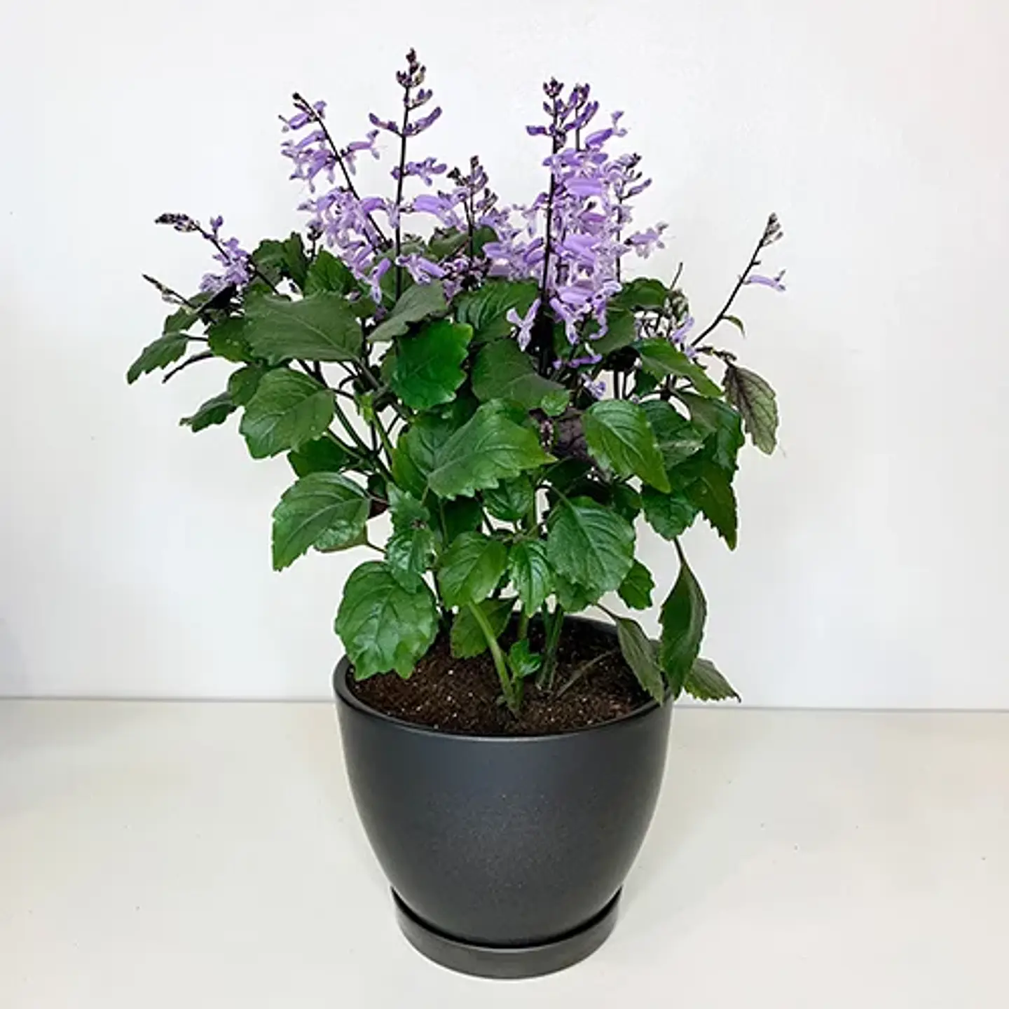 Mona lavanda 2