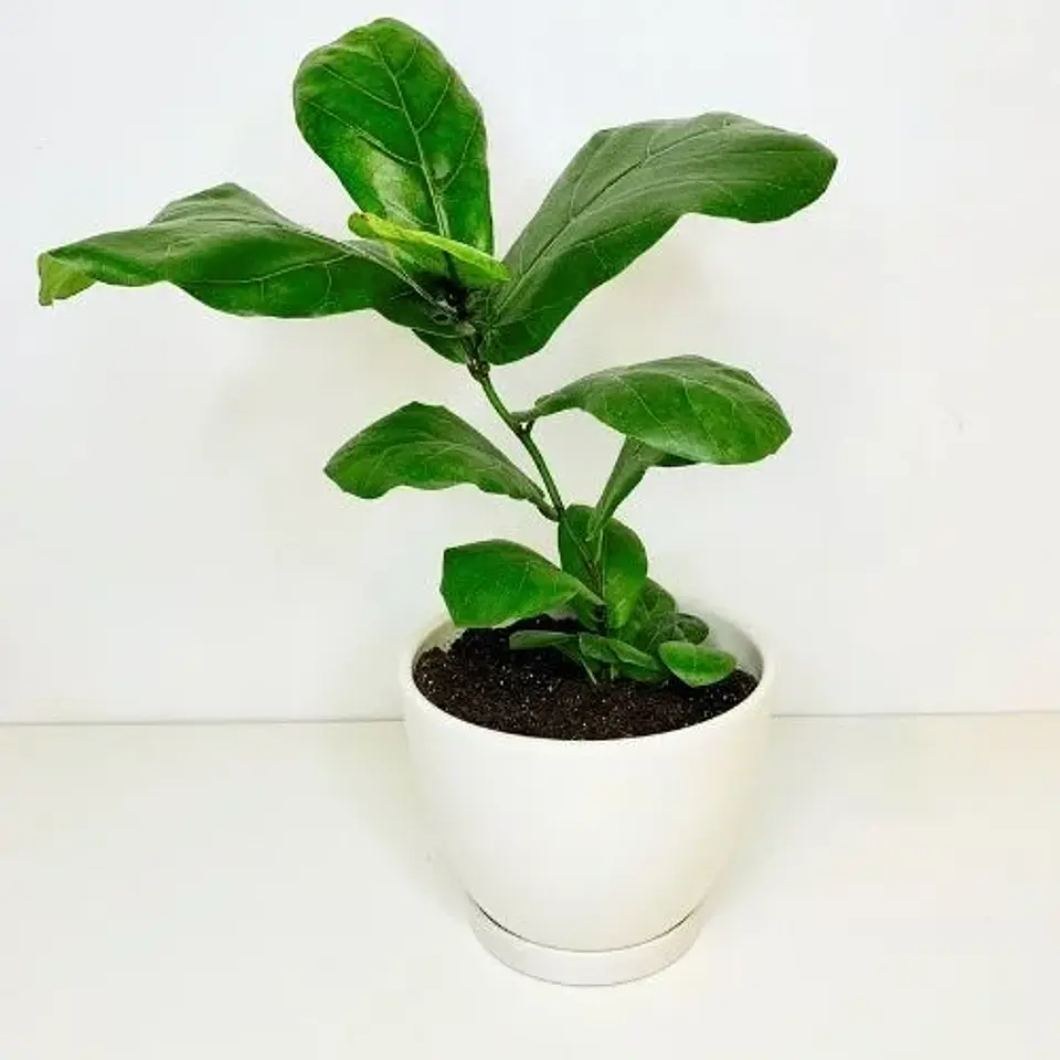 Ficus Lyrata 1
