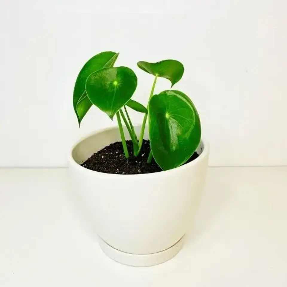 Cucharita 1