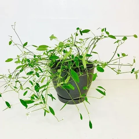 Pascuita