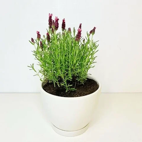 Lavanda Stoechas