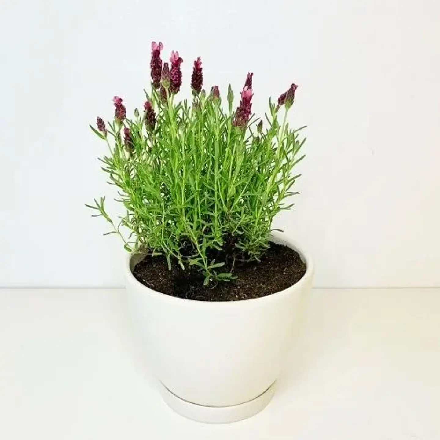 Lavanda Stoechas 2