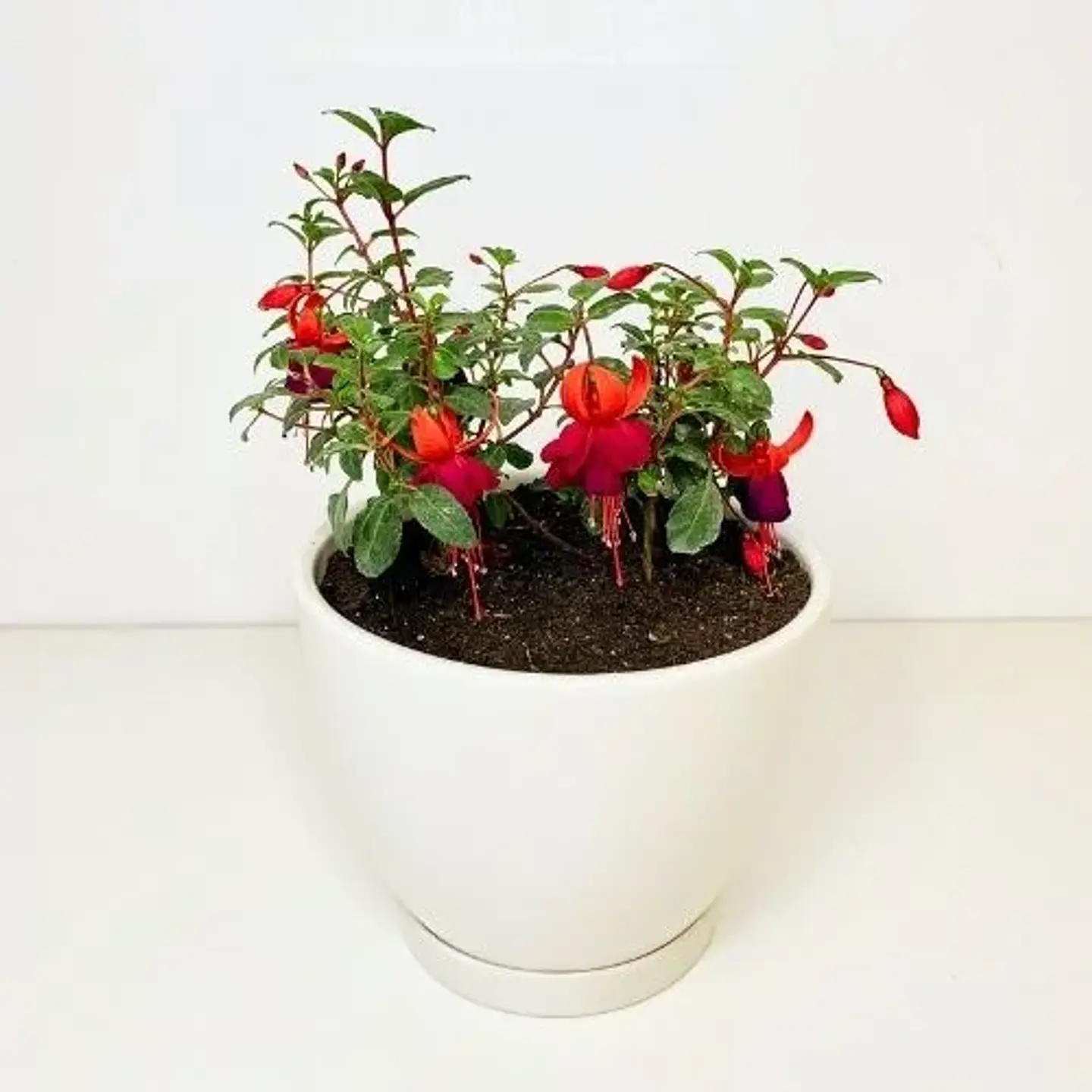 Fucsia 2