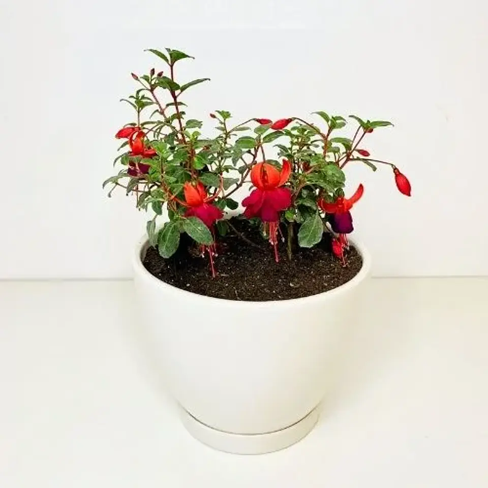 Fucsia 2