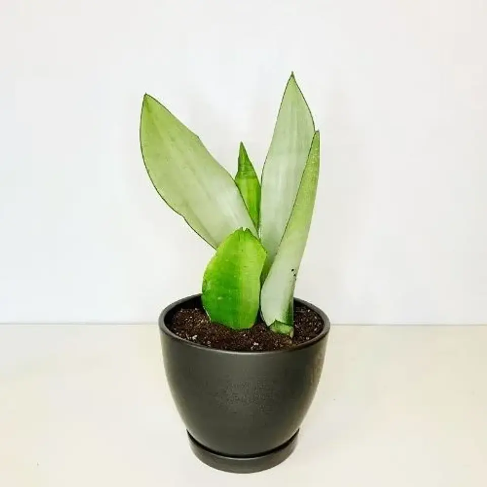 Sansevieria Plateada Moonshine 1
