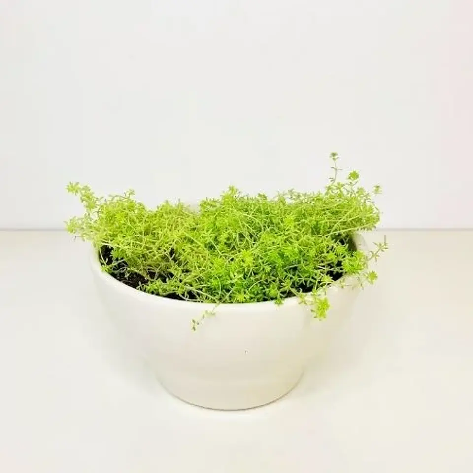 Sedum japónico 1