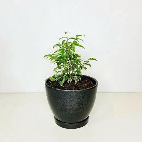 Ficus minitwilly 
