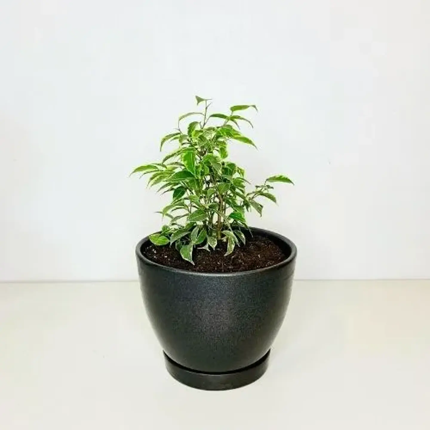 Ficus minitwilly  2