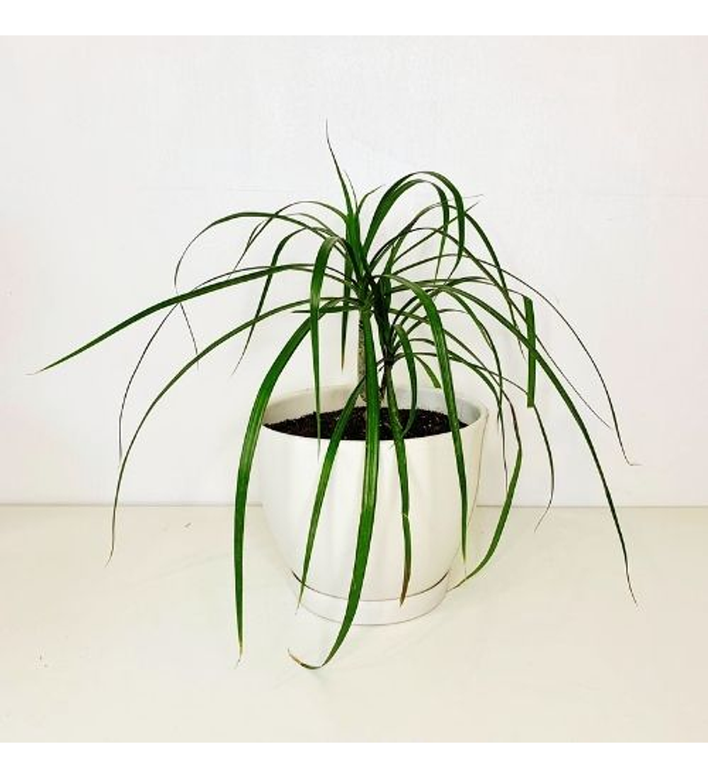 Dracena verde 