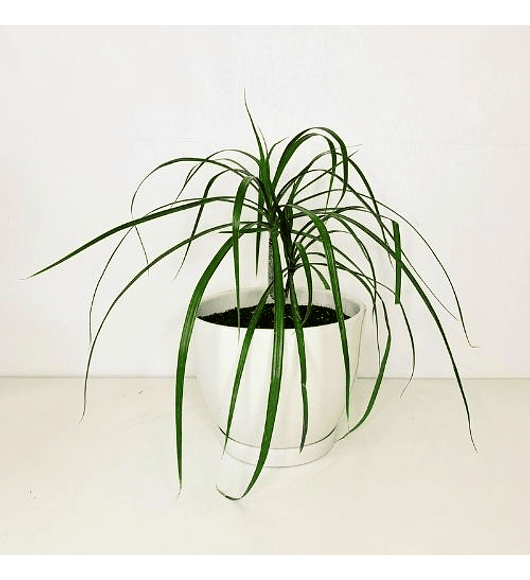 Dracena verde 