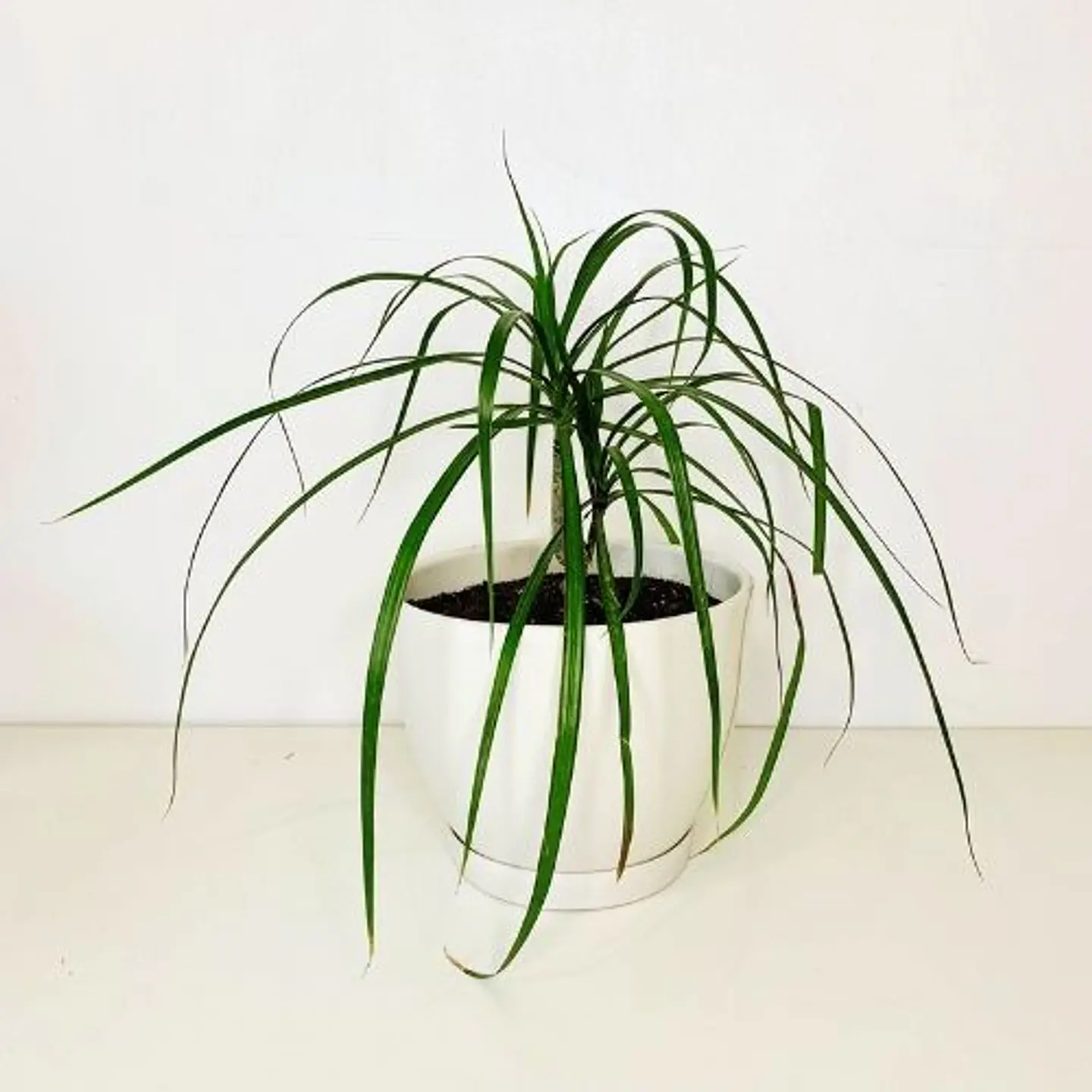 Dracena verde  1