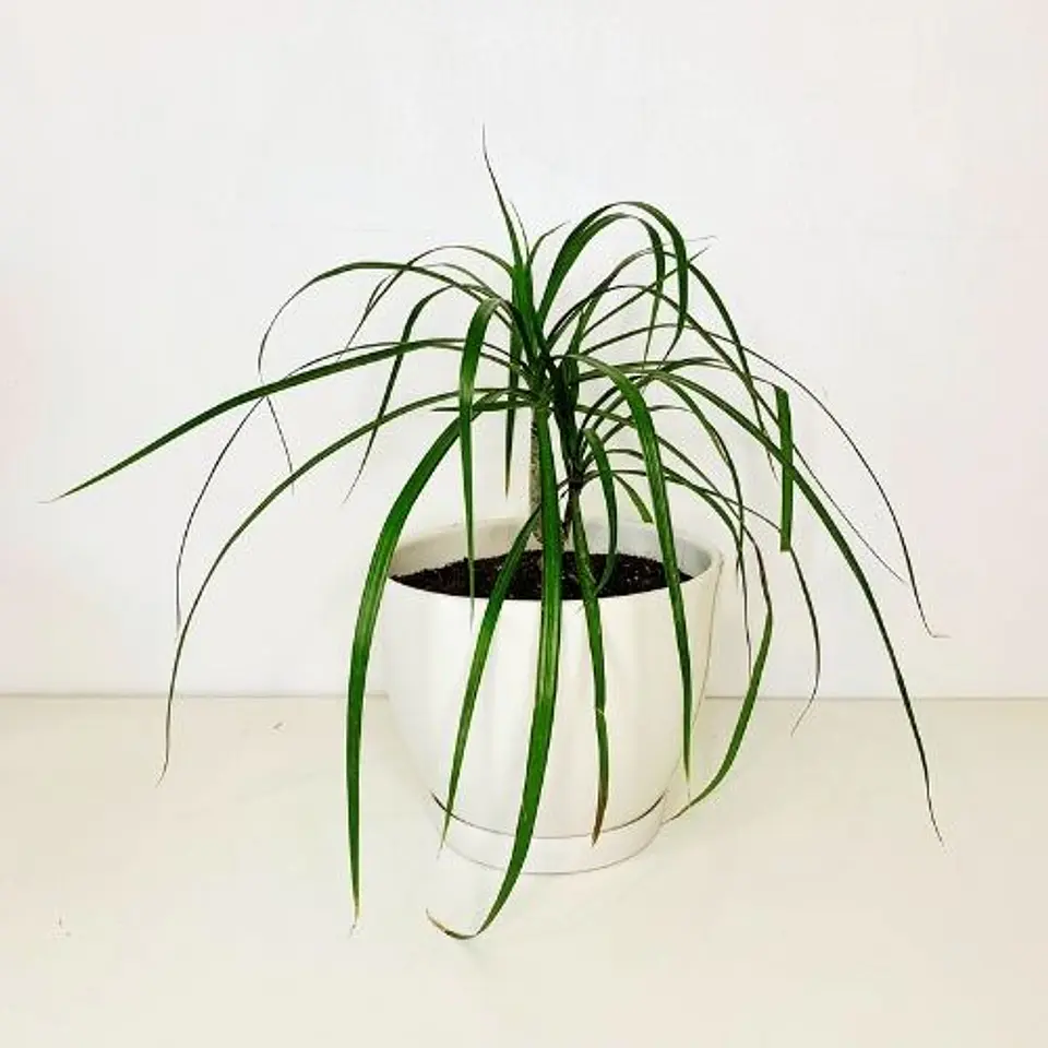 Dracena verde  1