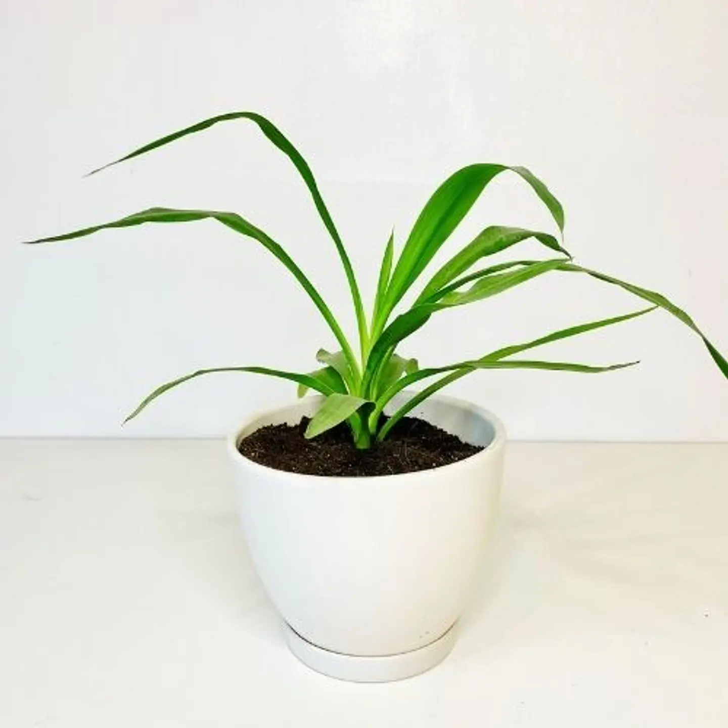 Yucca 2