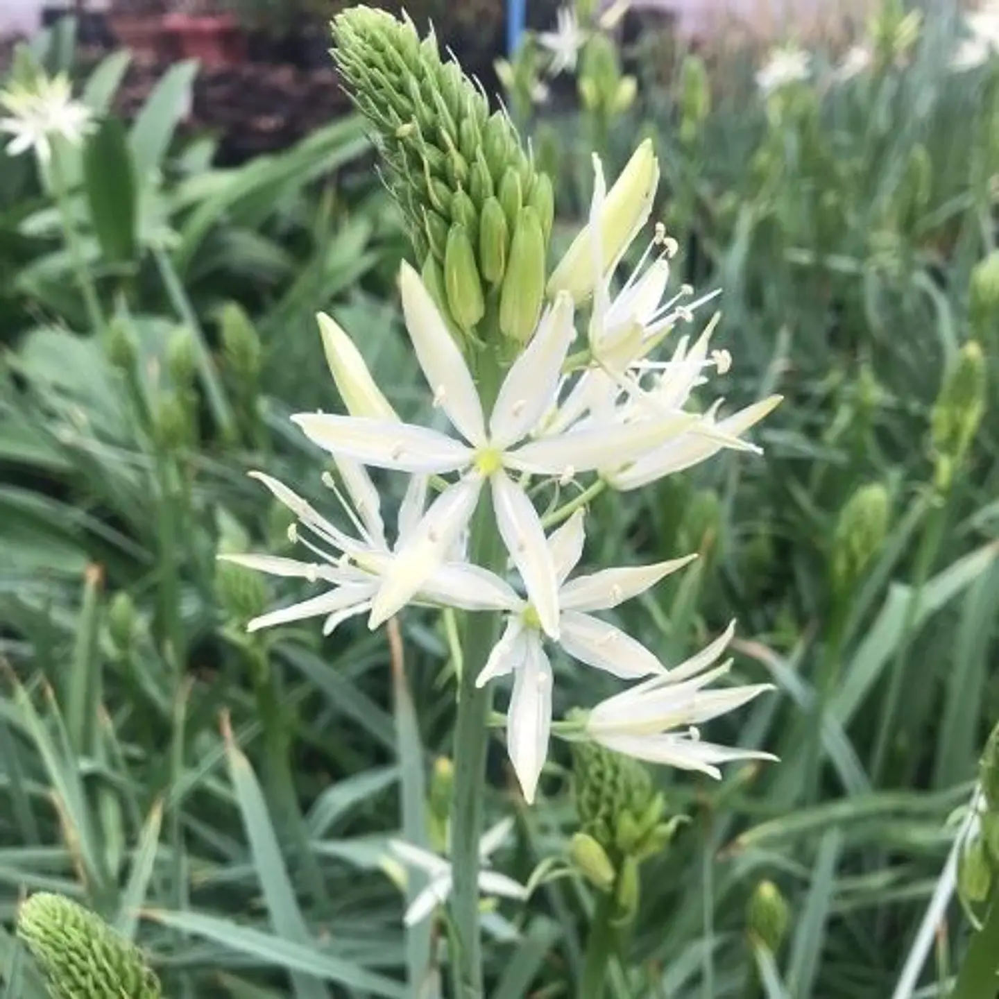 Camassia Sacajawea 1