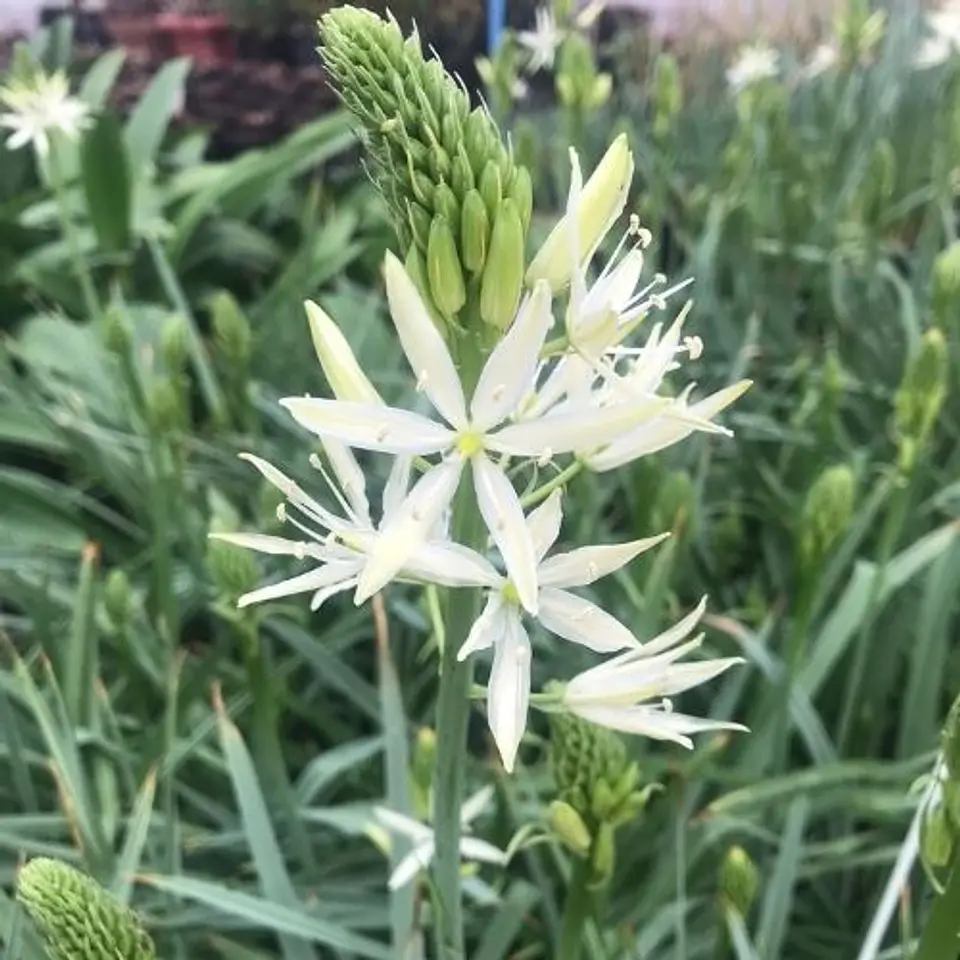 Camassia Sacajawea 1