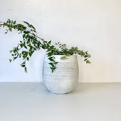 Abelia