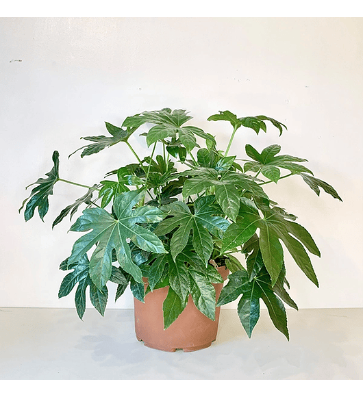 Aralia japónica