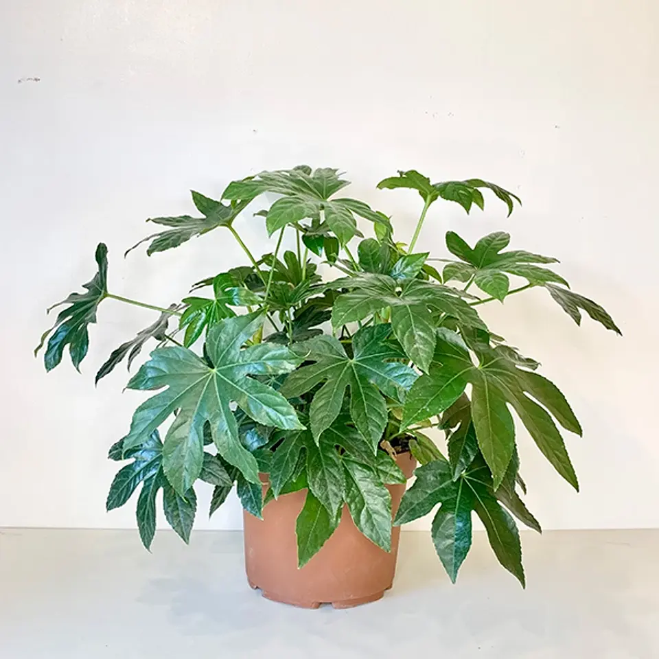 Aralia japónica 1
