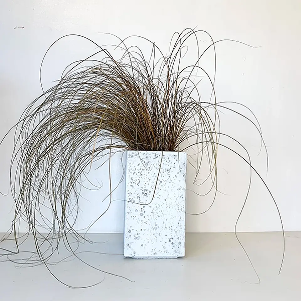 Carex Red Rooster 2