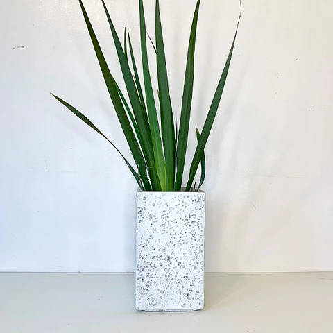 Dietes grandiflora