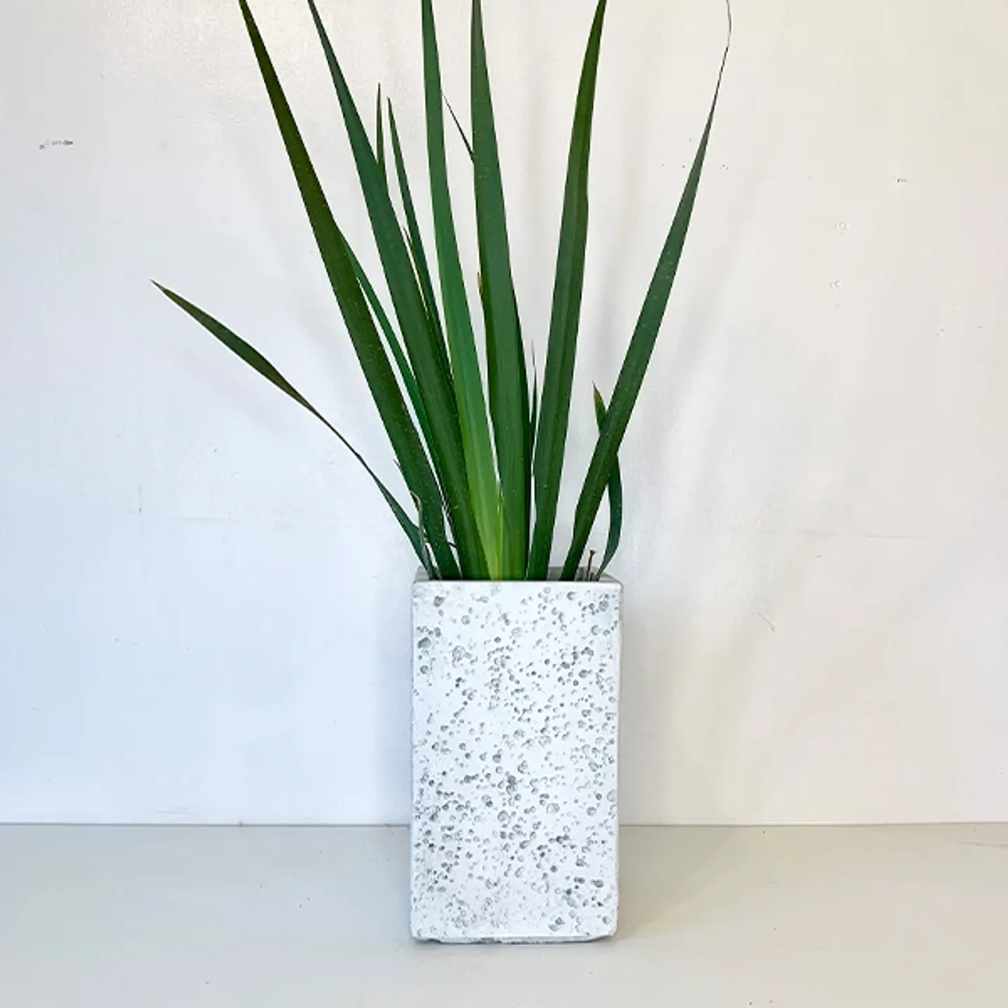 Dietes grandiflora 2