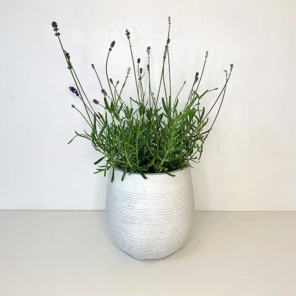 Lavanda inglesa morada 2