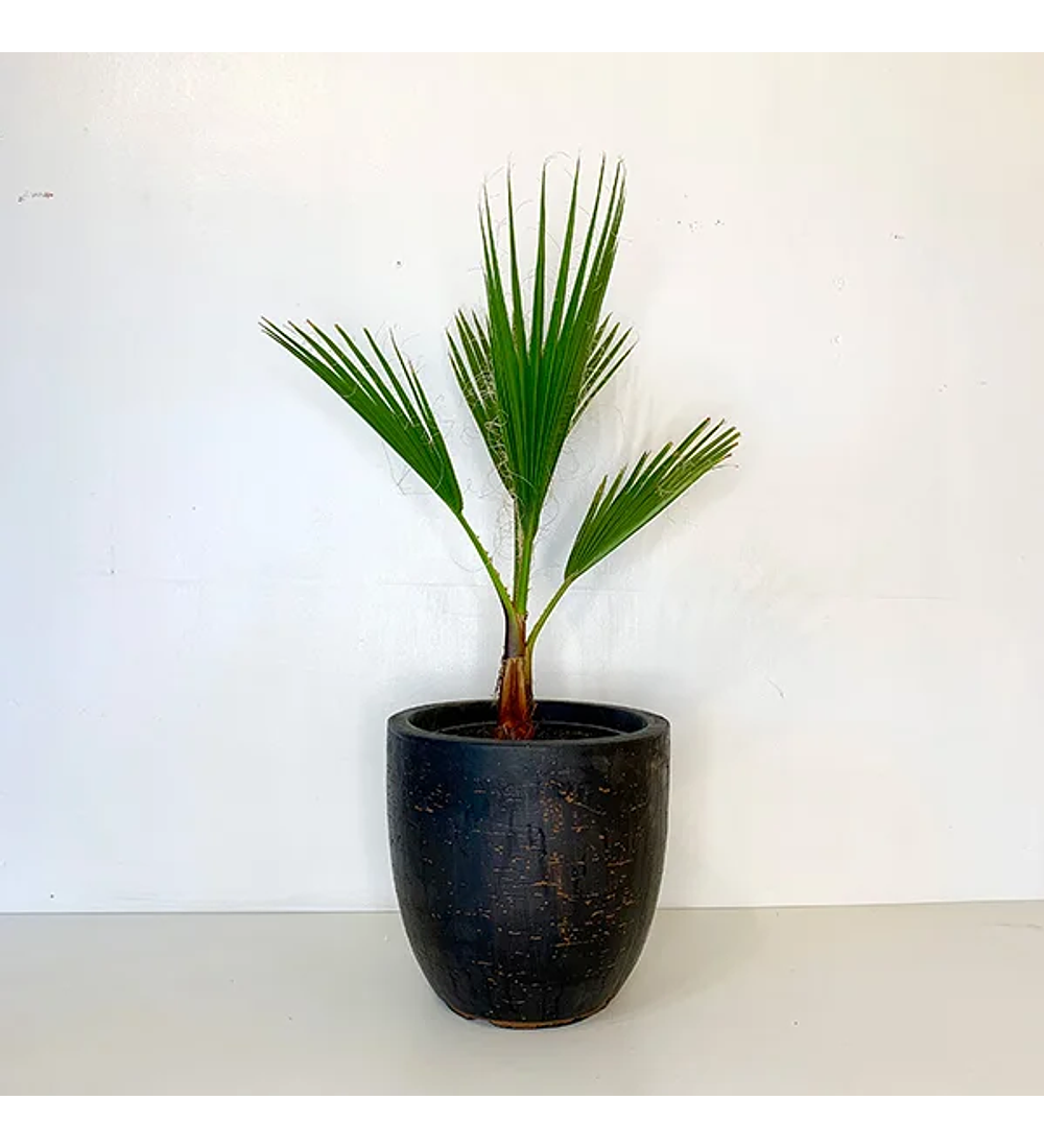 Palmera whashingtonia