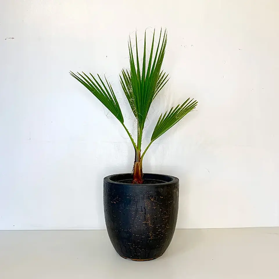 Palmera whashingtonia 1