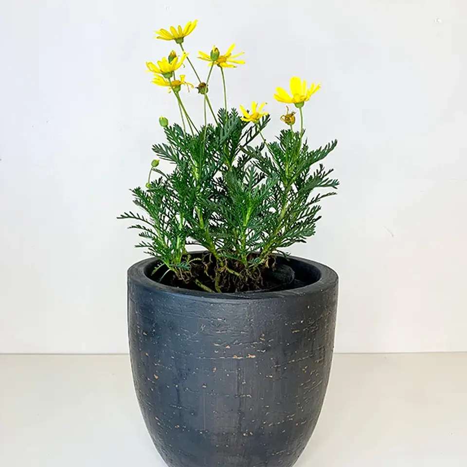 Paquerette Amarillo 1