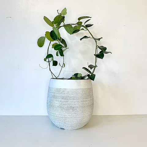 Jazmín Stephanotis