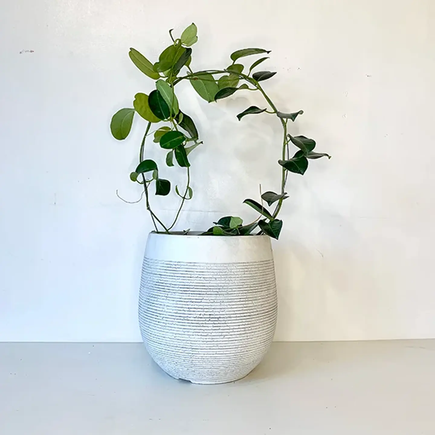 Jazmín Stephanotis 2