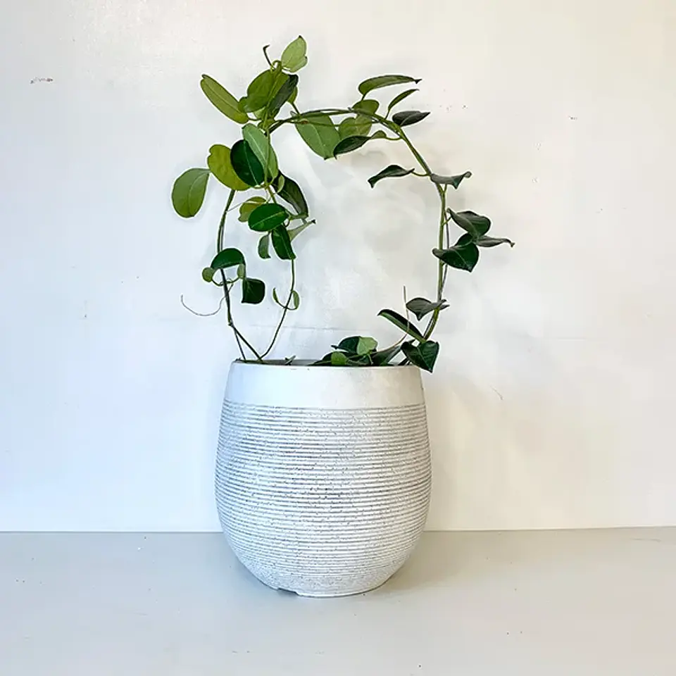 Jazmín Stephanotis 2