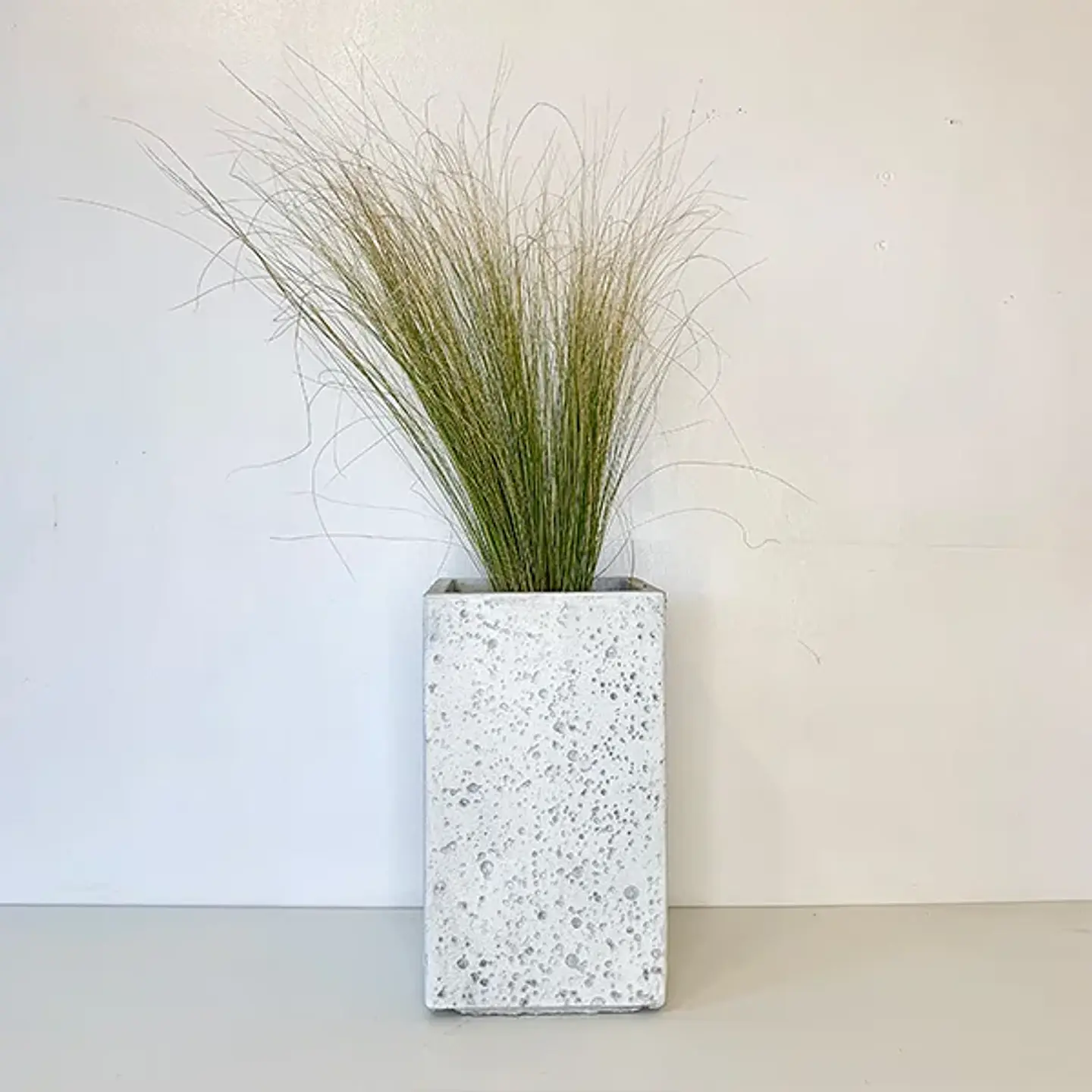 Stipa Tenuissima 2