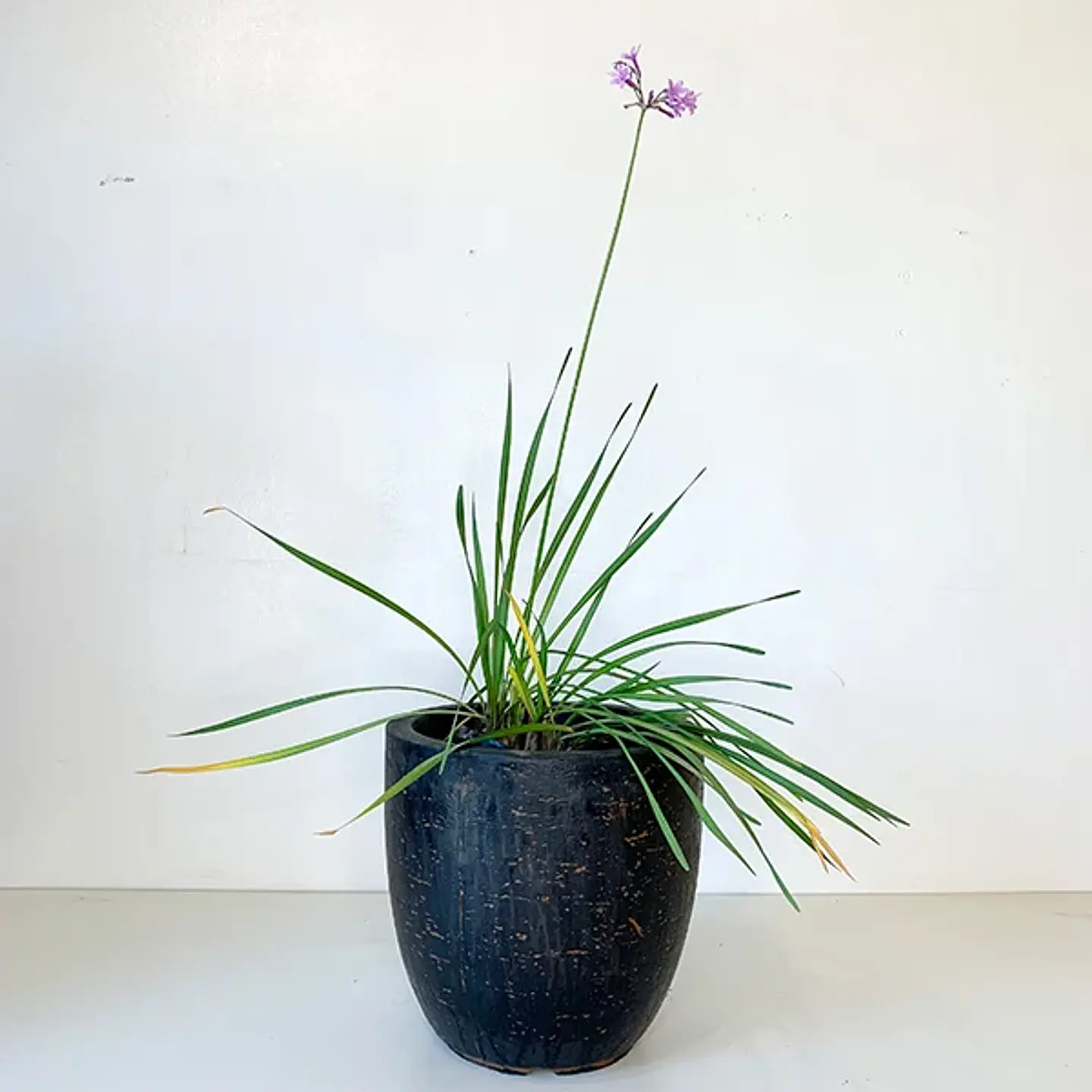 Tulbagia 2