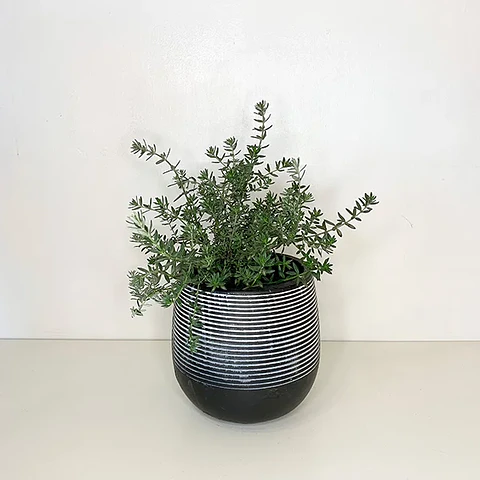 Westringia