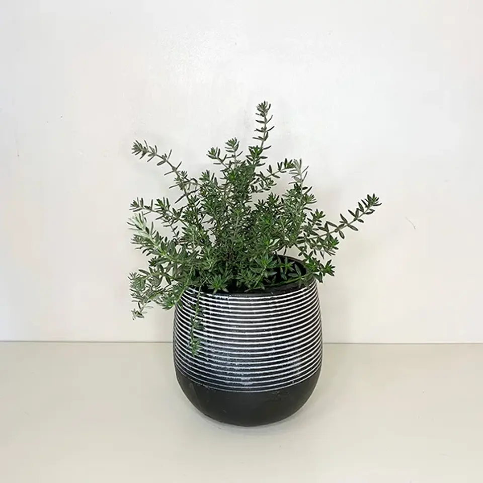 Westringia 2