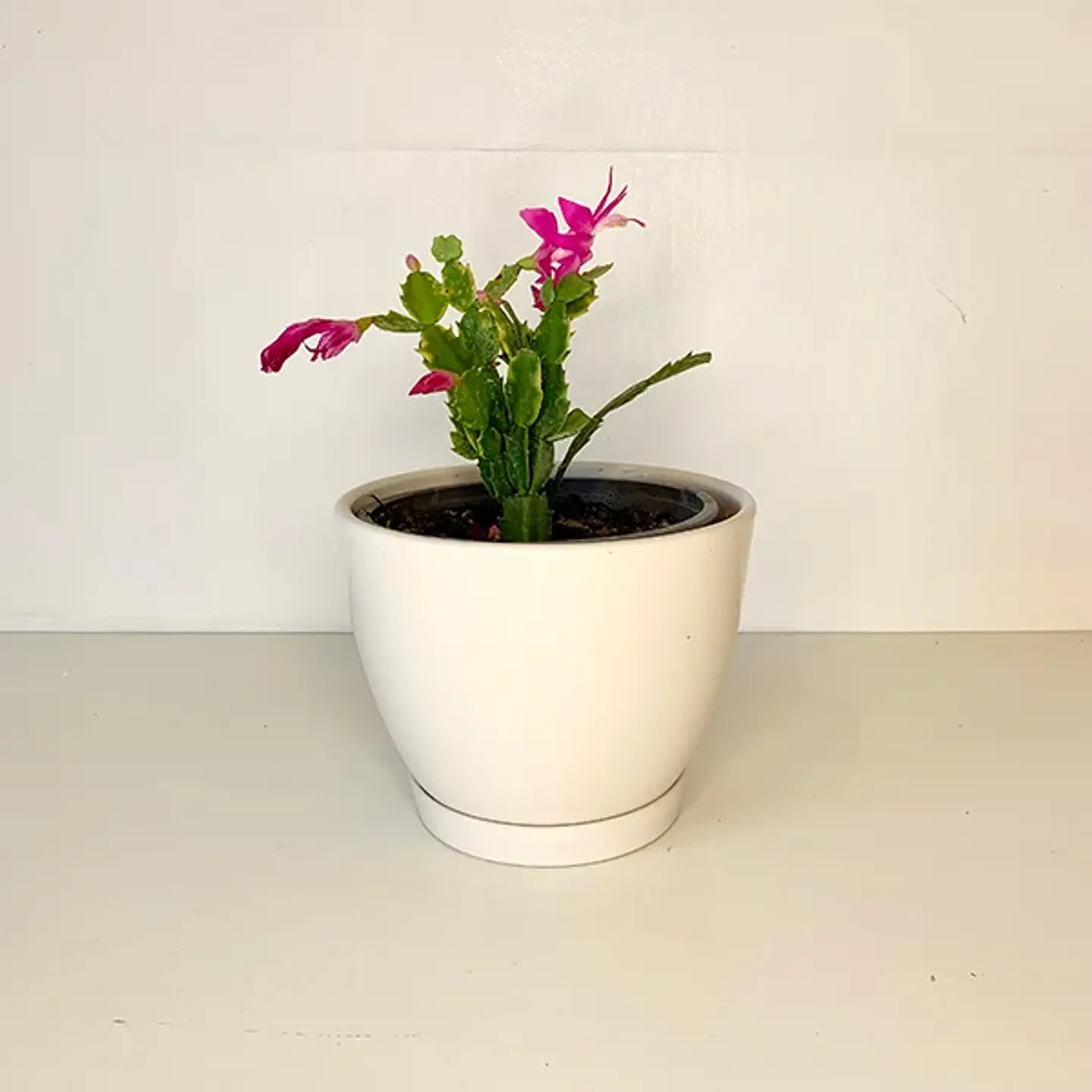 Shlumbergera  2