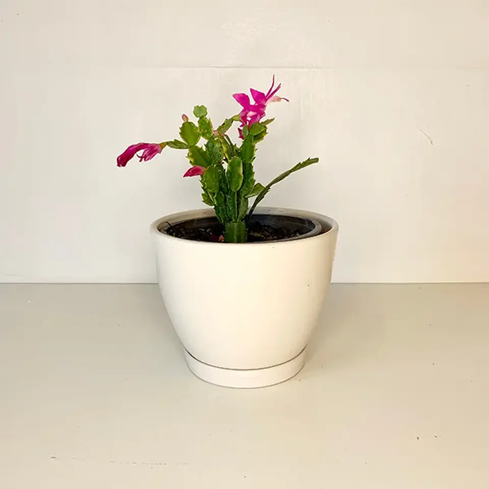Shlumbergera  2