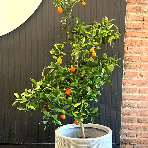 Mandarinquat