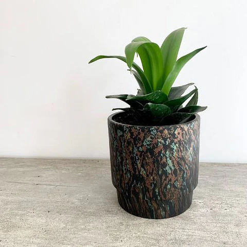 Sansevieria enana verde
