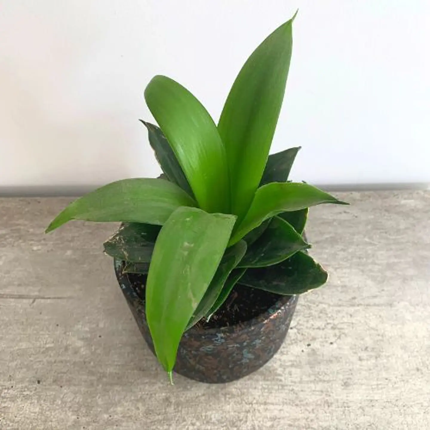 Sansevieria enana verde 2
