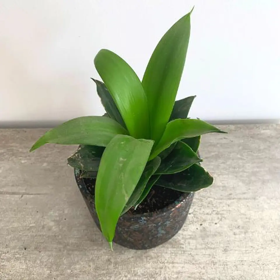 Sansevieria enana verde 2